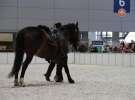 CAVALIADA 2013 w Poznaniu
