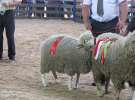 Owce- Szepietowo 2012 XIX Regionalna Wystawa Zwierząt Hodowlanych