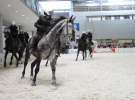 CAVALIADA 2013 w Poznaniu