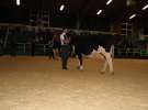 Wystawa  Blickpunkt Rind 2013 w miejscowości Paaren/Glien (Niemcy)