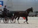 CAVALIADA 2013 w Poznaniu