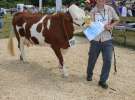 Superchampioni i championi Śląskiej Wystawy Bydła Mlecznego Opolagra 2011