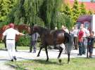 Wystawa Koni Sielinko 2011