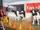 Inter-Vax i Zetor na Agro Show 2014