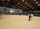 Wystawa  Blickpunkt Rind 2013 w miejscowości Paaren/Glien (Niemcy)