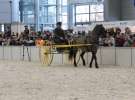 CAVALIADA 2013 w Poznaniu
