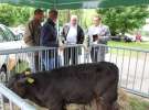 VII Ogólnopolska Wystawa Bydła Hodowlanego - Sielinko 2012