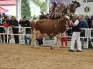 Prezentacja Championów na VII Ogólnopolskiej Wystawie Bydła Hodowlanego w Sielinku 2012
