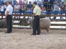 Owce- Szepietowo 2012 XIX Regionalna Wystawa Zwierząt Hodowlanych