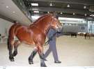 CAVALIADA 2013 w Poznaniu