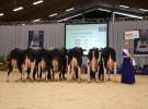 Wystawa  Blickpunkt Rind 2013 w miejscowości Paaren/Glien (Niemcy)
