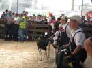 Młody Hodowca - Szepietowo 2012 XIX Regionalna Wystawa Zwierząt Hodowlanych