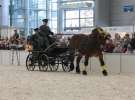 CAVALIADA 2013 w Poznaniu