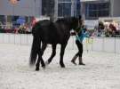 CAVALIADA 2013 w Poznaniu