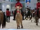 CAVALIADA 2013 w Poznaniu