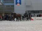 CAVALIADA 2013 w Poznaniu