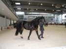 CAVALIADA 2013 w Poznaniu