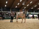 Wystawa  Blickpunkt Rind 2013 w miejscowości Paaren/Glien (Niemcy)