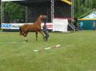 Wystawa Koni Sielinko 2011