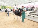 Wystawa bydła Sielinko 2011