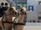 CAVALIADA 2013 w Poznaniu