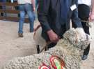 Owce- Szepietowo 2012 XIX Regionalna Wystawa Zwierząt Hodowlanych