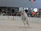 CAVALIADA 2013 w Poznaniu
