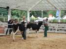 Wystawa bydła Sielinko 2011