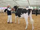 VII Ogólnopolska Wystawa Bydła Hodowlanego - Sielinko 2012