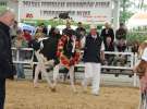 Prezentacja Championów na VII Ogólnopolskiej Wystawie Bydła Hodowlanego w Sielinku 2012