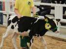 Mali Hodowcy VII Ogólnopolska Wystawa Bydła Hodowlanego w Sielinku 2012