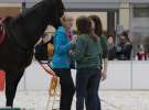 CAVALIADA 2013 w Poznaniu