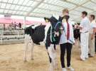 Wystawa bydła Sielinko 2011