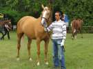 Wystawa Koni Sielinko 2011
