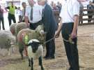 Owce- Szepietowo 2012 XIX Regionalna Wystawa Zwierząt Hodowlanych