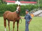 Wystawa Koni Sielinko 2011