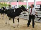 Wystawa bydła Sielinko 2011