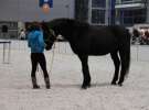 CAVALIADA 2013 w Poznaniu