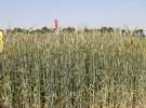 Zielone AGRO SHOW – POLSKIE ZBOŻA 2014 w Sielinku - niedziela