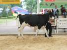 Wystawa bydła Sielinko 2011