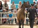 Wystawa Koni Sielinko 2011