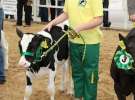 Mali Hodowcy VII Ogólnopolska Wystawa Bydła Hodowlanego w Sielinku 2012