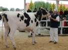 VII Ogólnopolska Wystawa Bydła Hodowlanego - Sielinko 2012