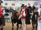 Prezentacja Championów na VII Ogólnopolskiej Wystawie Bydła Hodowlanego w Sielinku 2012