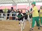 Mali Hodowcy VII Ogólnopolska Wystawa Bydła Hodowlanego w Sielinku 2012