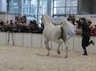 CAVALIADA 2013 w Poznaniu