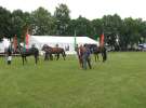 Wystawa Koni Sielinko 2011