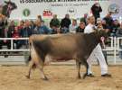 Prezentacja Championów na VII Ogólnopolskiej Wystawie Bydła Hodowlanego w Sielinku 2012