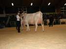 Wystawa  Blickpunkt Rind 2013 w miejscowości Paaren/Glien (Niemcy)