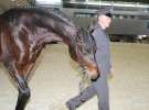 CAVALIADA 2013 w Poznaniu